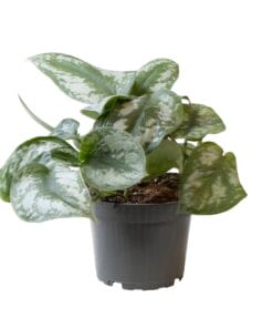 Philodendron Scandens Pictus Trebie - Ø12Cm - ↕22Cm