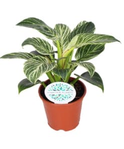 Philodendron Birkin - Ø14Cm - ↕25Cm