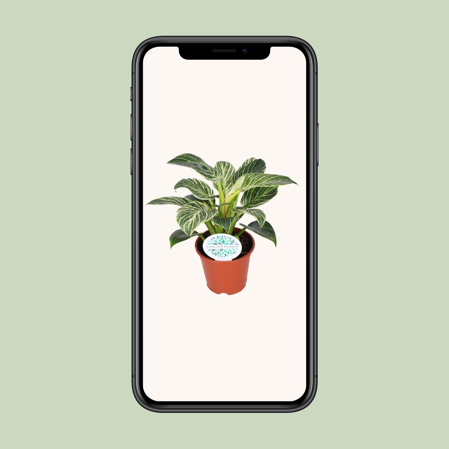 Philodendron Birkin - Ø14Cm - ↕25Cm - Afbeelding 4