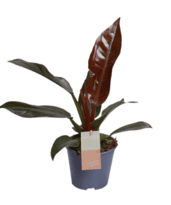 Philodendron Imperial Red Feel Green - Ø14Cm - ↕35Cm