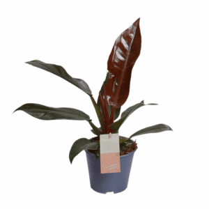 Philodendron Imperial Red – grote bladeren met roodpaarse gloed – ±14 cm