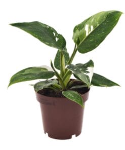 Philodendron White Princess - Ø12Cm - ↕25Cm