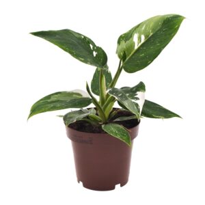 Philodendron White Princess – bont blad met witte vlekken – ±12 cm