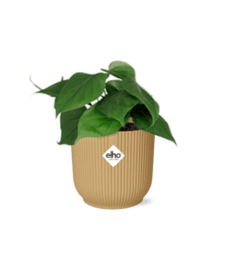 Philodendron Scandens In Elho Vibes Fold 14Cm Geel