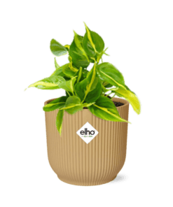 Philodendron Scandens ‘Brasil’ In Elho Vibes Fold 14Cm Geel