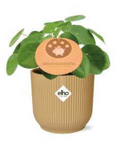 Pilea Peperomioides 12Cm In Elho Vibes Fold 14Cm Geel