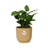 Coffea Arabica In Elho Vibes Fold 14Cm Geel