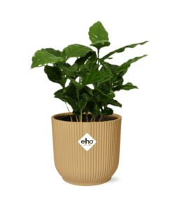 Coffea Arabica In Elho Vibes Fold 14Cm Geel