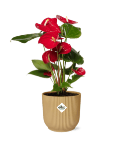 Anthurium Red 12Cm In Elho Vibes Fold 14Cm Geel