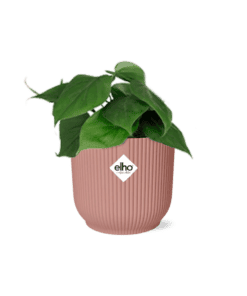 Philodendron Scandens In Elho Vibes Fold 14Cm Roze