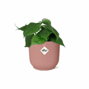 Philodendron scandens – hangende of klimmende tropische kamerplant – ±14 cm