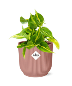 Philodendron Scandens ‘Brasil’ In Elho Vibes Fold 14Cm Roze