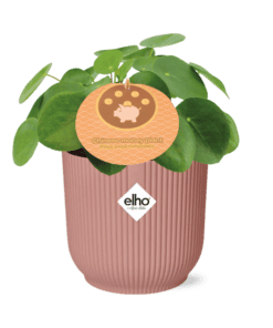 Pilea Peperomioides 12Cm In Elho Vibes Fold 14Cm Roze