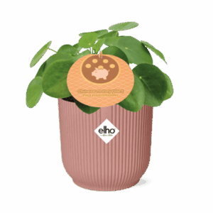 Pilea peperomioides – ronde muntvormige bladeren – ±12 cm