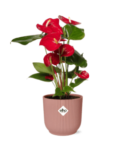 Anthurium Red 12Cm In Elho Vibes Fold 14Cm Roze