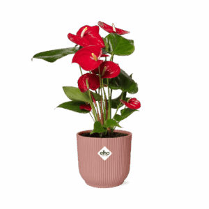 Anthurium flamingobloem – bloeiende kamerplant in roze Elho-pot – ±12 cm