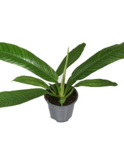 Philodendron Campiii P14 - Ø14Cm - ↕40Cm
