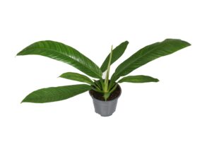 Philodendron Campiii – compacte kamerplant met decoratief blad – ±14 cm