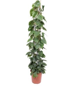 Philodendron Scandens Gaasrek - 160 Cm - Ø27