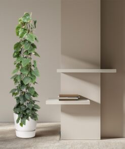 Philodendron Scandens – klimplant met glanzend hartvormig blad – pot 27 cm, ±160 cm - Afbeelding 4