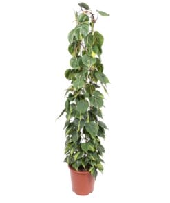 Philodendron Scandens Brasil Gaasrek - 160 Cm - Ø27