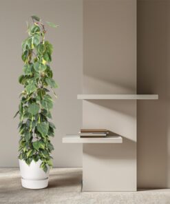 Philodendron Scandens Brasil – grote klimmer op gaasrek – pot 27 cm, ±160 cm - Afbeelding 4