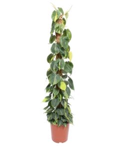 Philodendron Scandens Brasil Mosstok - 150 Cm - Ø27