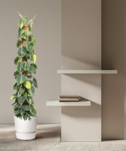 Philodendron Scandens Brasil – grote klimplant op mosstok – pot 27 cm, ±150 cm - Afbeelding 4