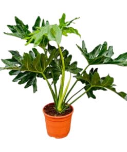 Philodendron Selloum - 60 Cm - Ø22
