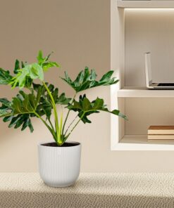 Philodendron Selloum – tropische kamerplant – pot 22 cm, ±60 cm - Afbeelding 4