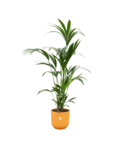 Combi Deal - Kentia Palm Inclusief Elho Jazz Round Geel Ø26 - 160 Cm