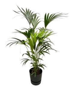 Kentia Palm Inclusief Elho Greenville Round Zwart - 160Cm - Ø30