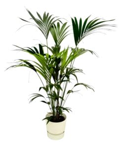 Kentia Palm Inclusief Elho Greenville Round Wit - 160Cm - Ø30