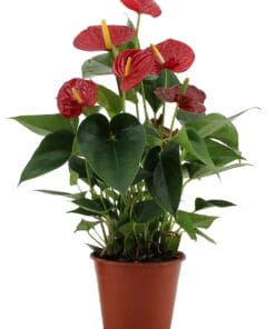 Anthurium Success Red In Transparant Sleeve - Ø14Cm - ↕43Cm