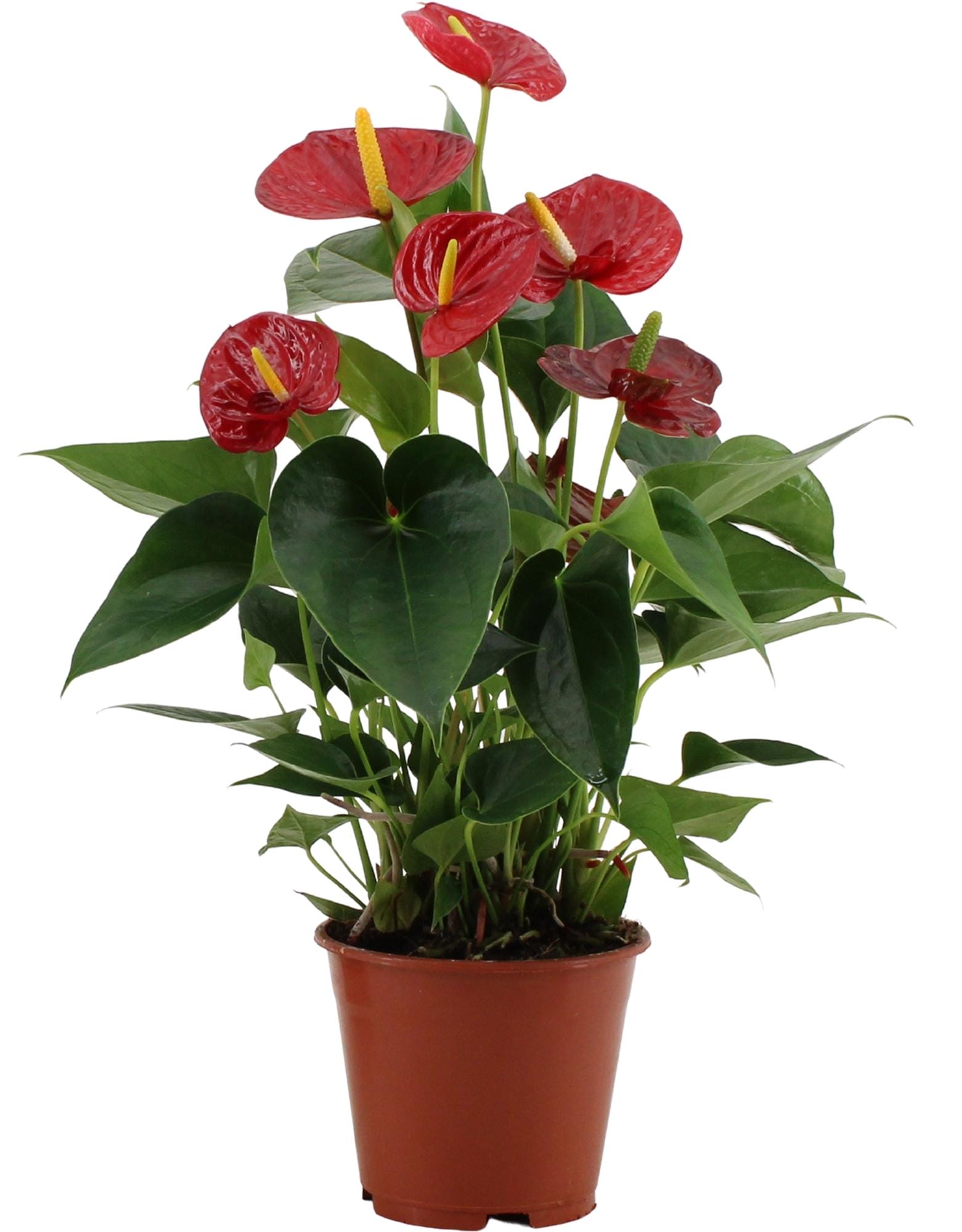 Anthurium Success Red In Transparant Sleeve - Ø14Cm - ↕43Cm
