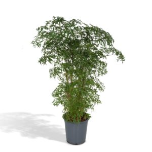 Polyscias fruticosa (Aralia) – luchtige kamerplant – ±21 cm