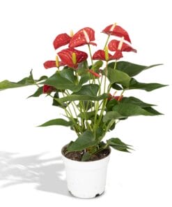 Anthurium Red