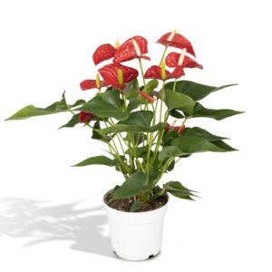Anthurium Red