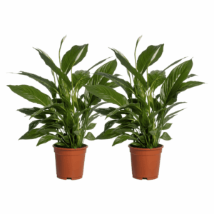 Lepelplant (Spathiphyllum 'Vivaldi') – luchtige kamerplant – 2 stuks, ±17 cm