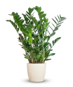 Zamioculcas Zamiifolia Met Potter Wit - 80Cm - Ø21