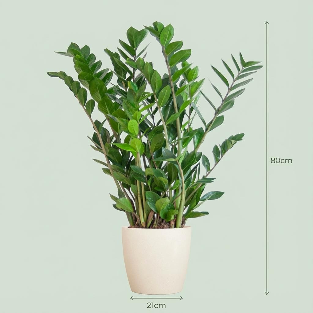 Zamioculcas Zamiifolia Met Potter Wit - 80Cm - Ø21 - Afbeelding 4