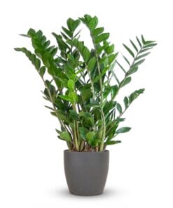 Zamioculcas Zamiifolia Met Potter Grijs - 80Cm - Ø21
