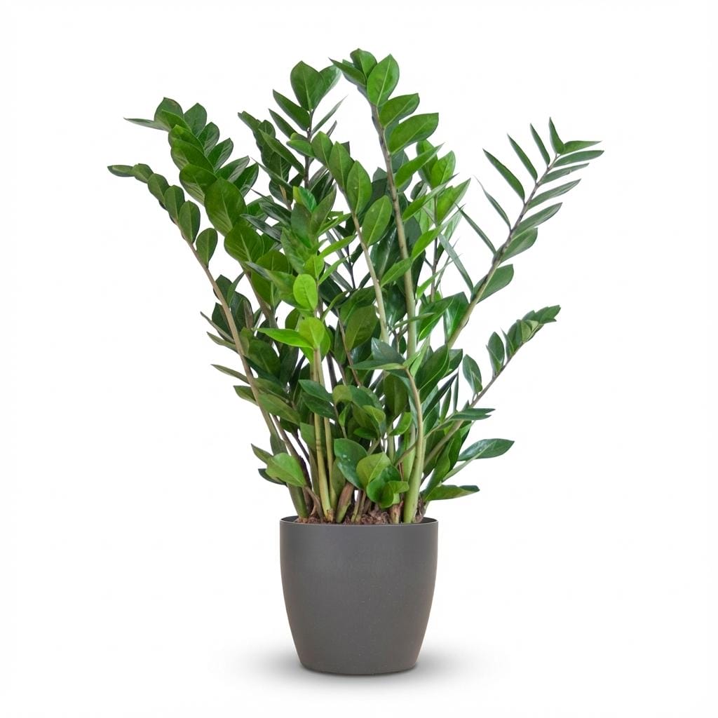 Zamioculcas Zamiifolia Met Potter Grijs - 80Cm - Ø21