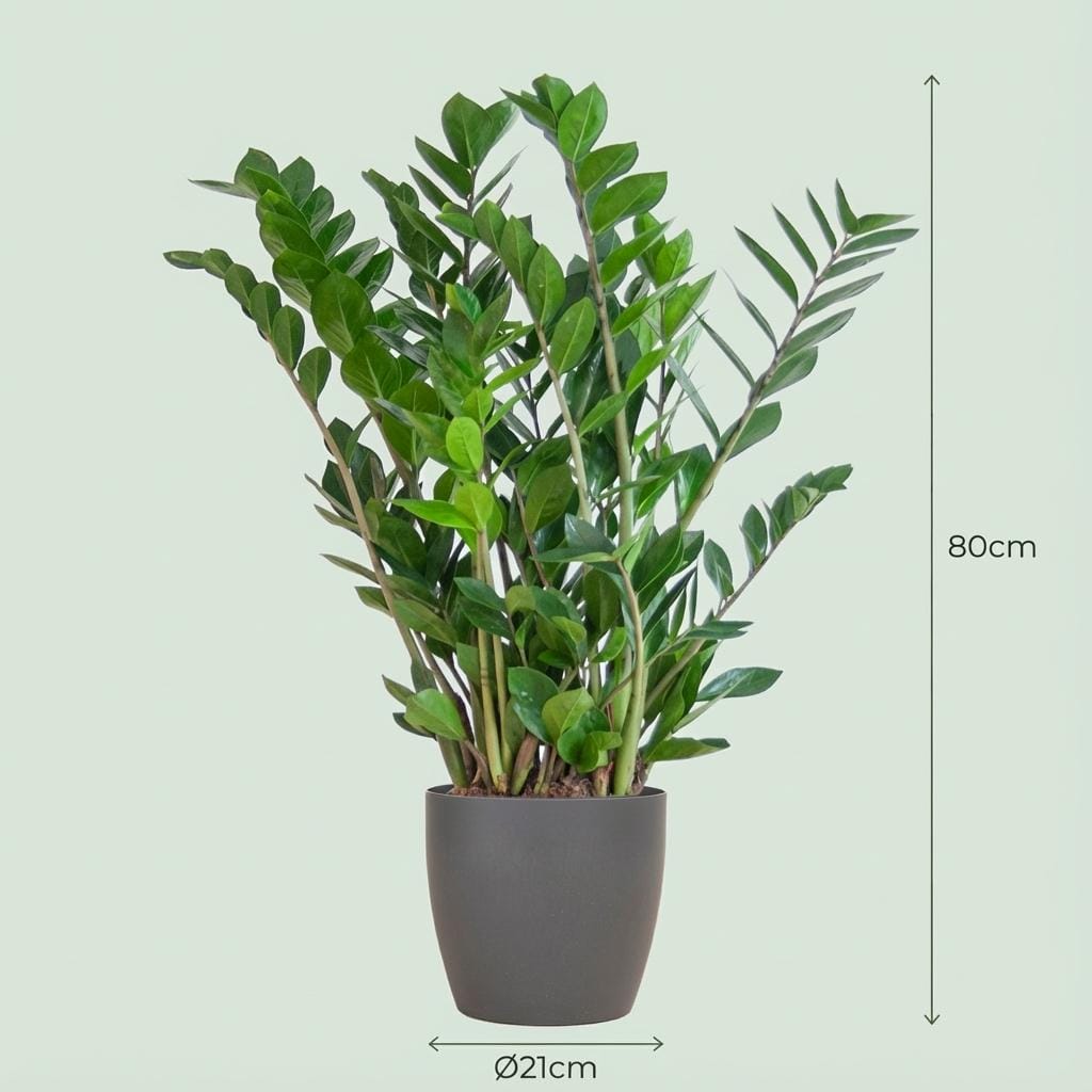 Zamioculcas Zamiifolia Met Potter Grijs - 80Cm - Ø21 - Afbeelding 4