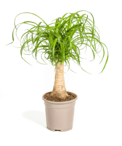 Beaucarnea Recurvata Stam Ø17Cm - ↕40 - 60Cm