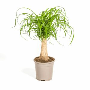Beaucarnea Recurvata Stam Ø17Cm - ↕40 - 60Cm