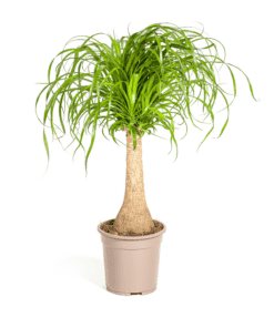 Beaucarnea Recurvata Stam Ø21Cm - ↕60 - 80Cm