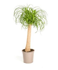 Beaucarnea Recurvata Stam Ø24Cm - ↕80 - 100Cm