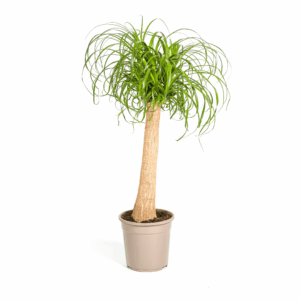 Beaucarnea Recurvata Stam Ø24Cm - ↕80 - 100Cm