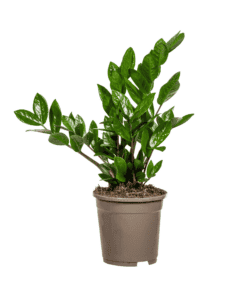 Zamioculcas Zamiifolia Ø17Cm - ↕40-50Cm